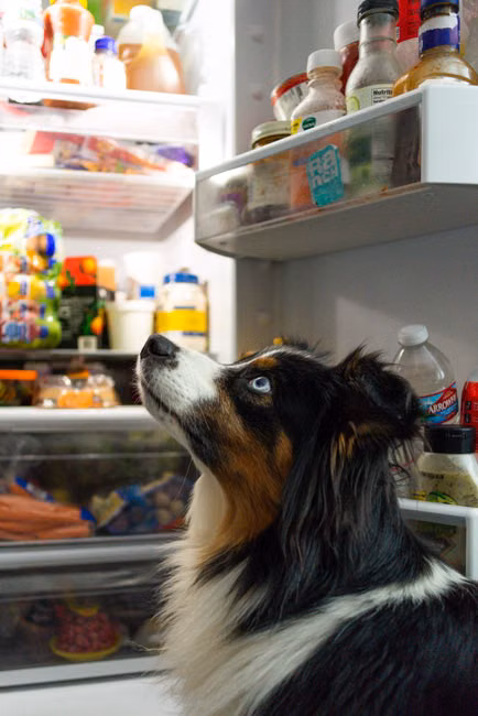 Ração para Cães Filhotes (10kg)