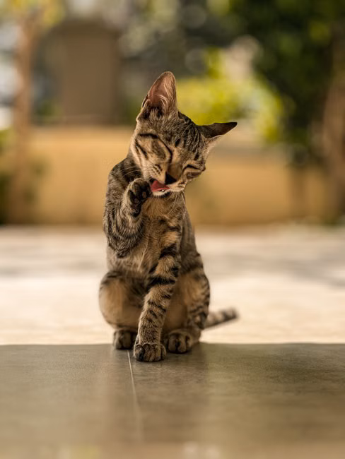 Sachê Cremoso para Gatos